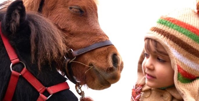 small child looking into faces of cow and pony