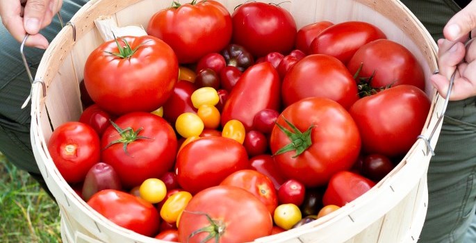 basket of different varieties of tomato