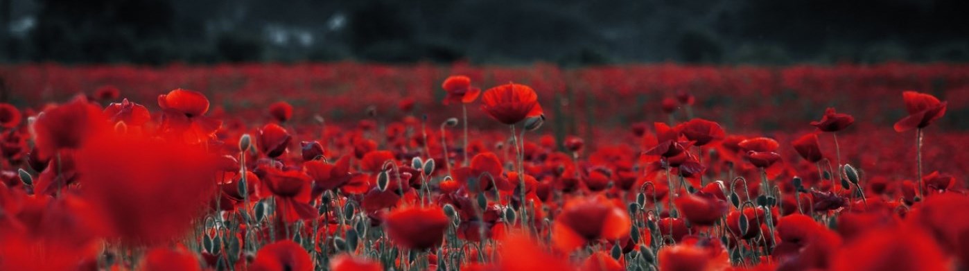 field of poppies