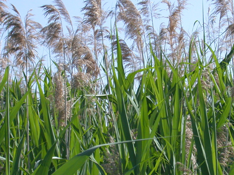 Image of invasive species of phragmites