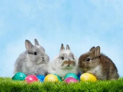 Easter bunnies in a row